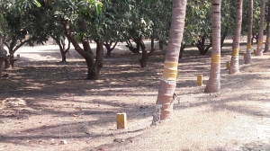 Pallavan Nagar DTCP Plot Sriperumbudur near